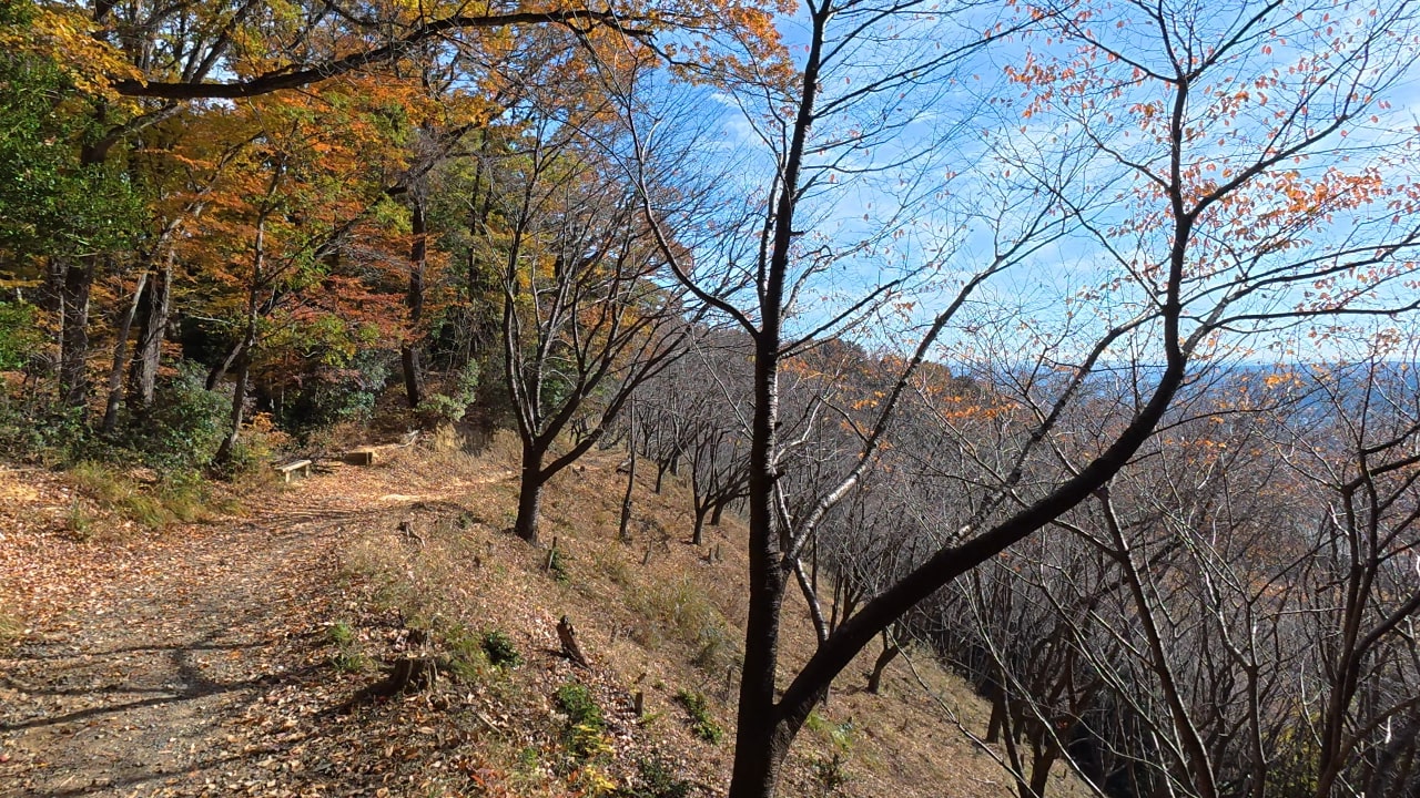 第4休憩所のすぐ先の桜の植林地