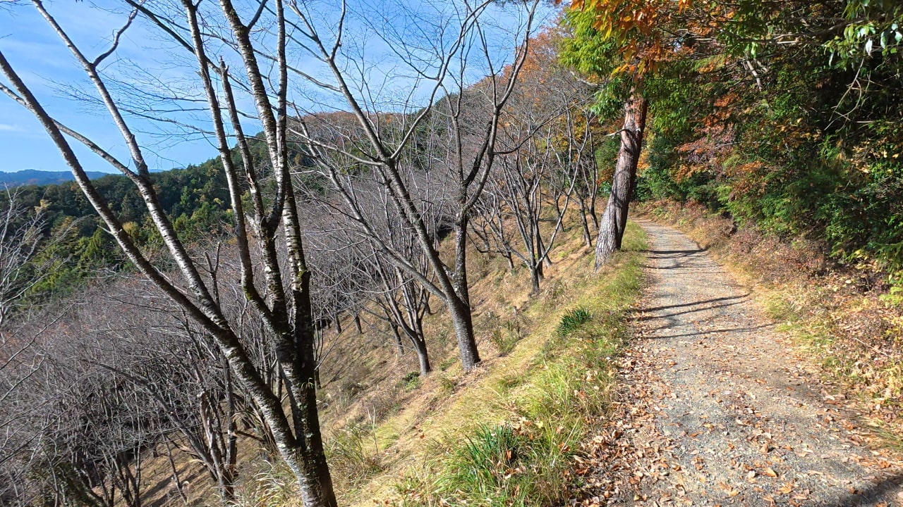 第4休憩所のすぐ先の桜の植林地