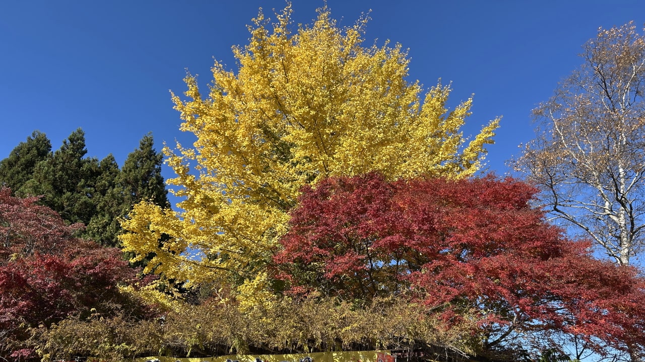 ひときわ目を引く、大イチョウ