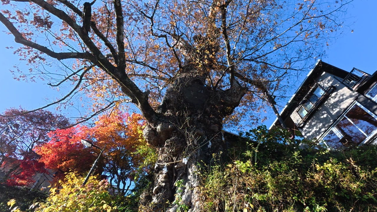 御岳の神代ケヤキ(国指定天然記念物)