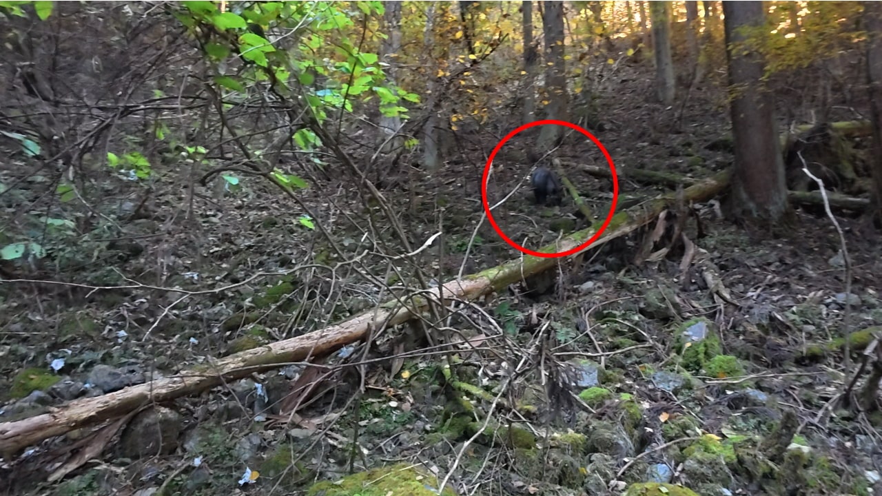 イノシシと思われる動物