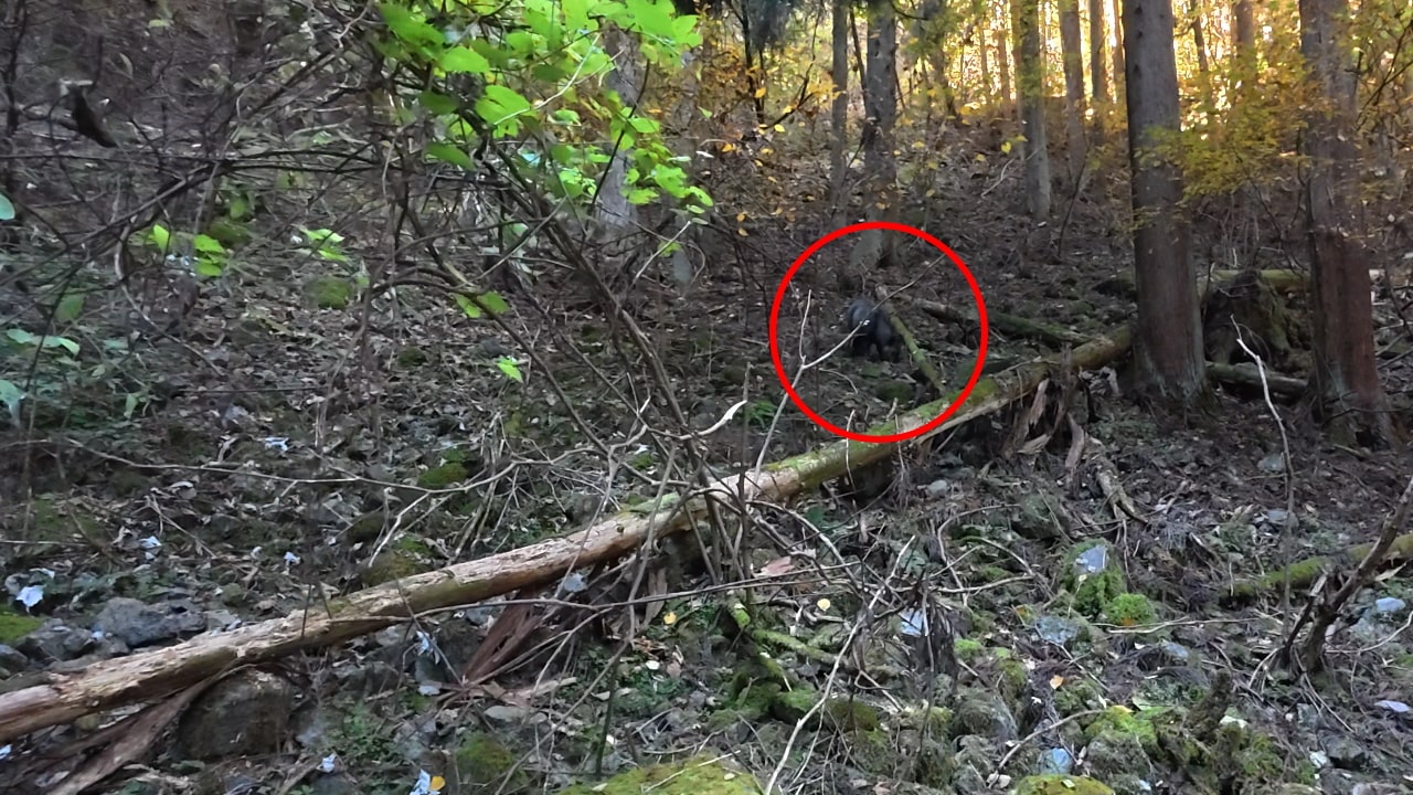 イノシシと思われる動物