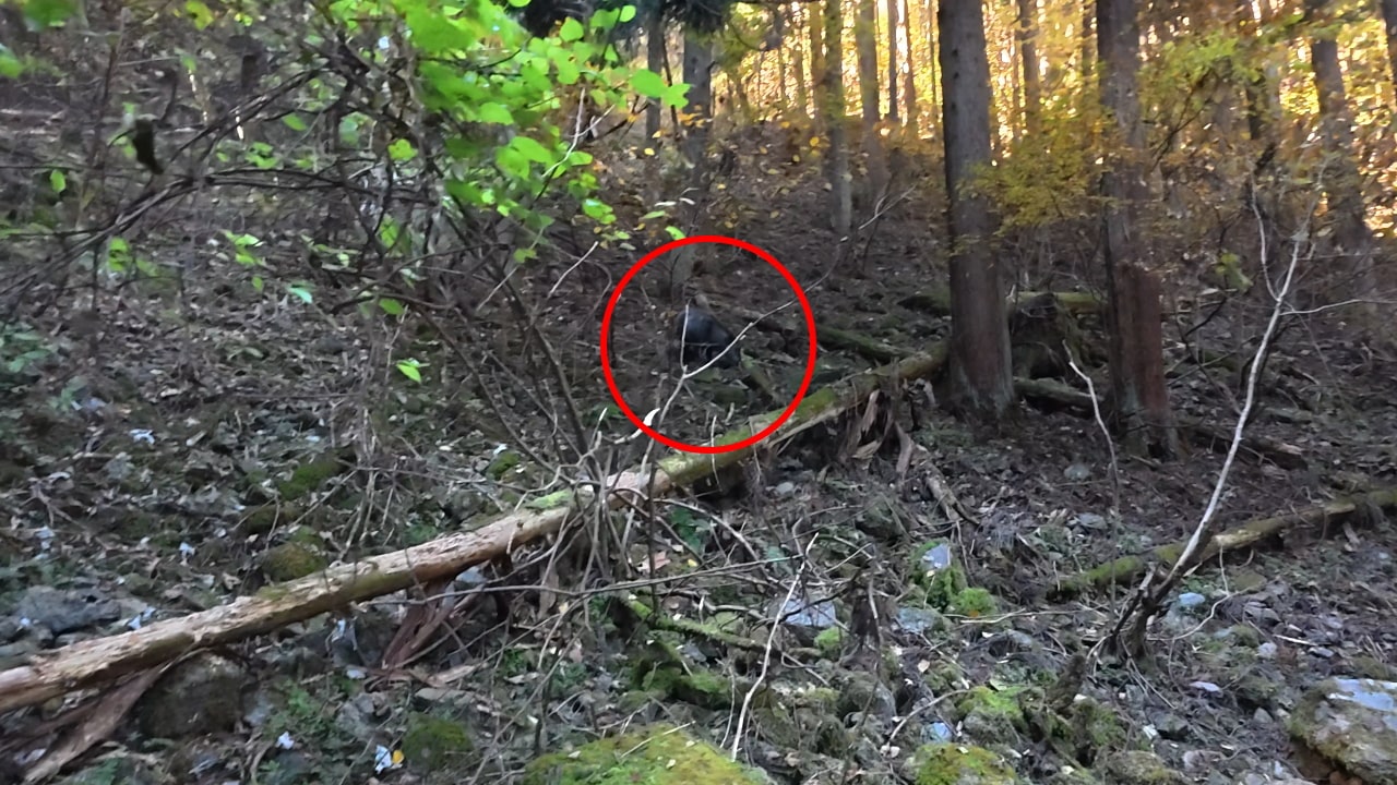 イノシシと思われる動物