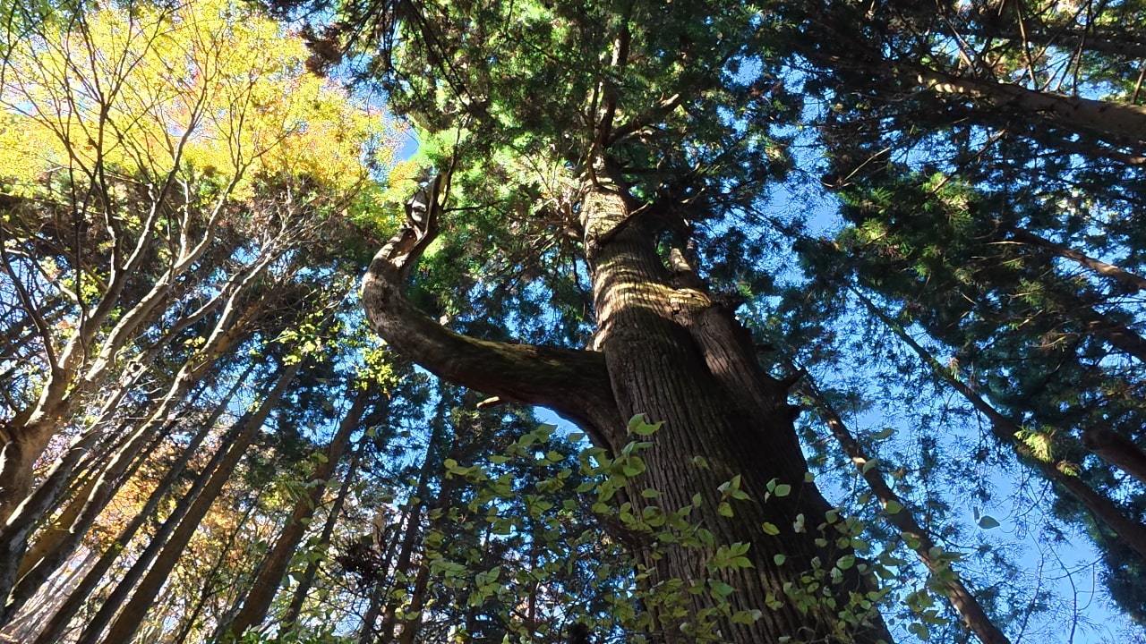 天狗の腰掛杉