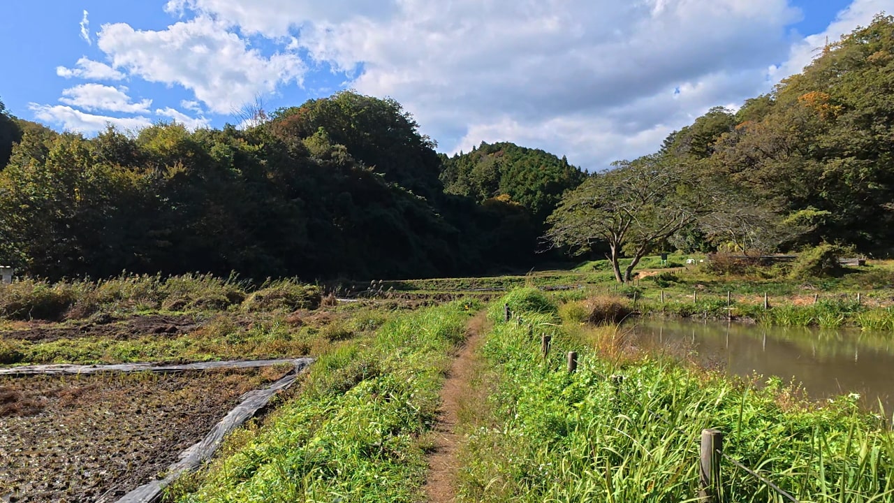 横沢入の風景