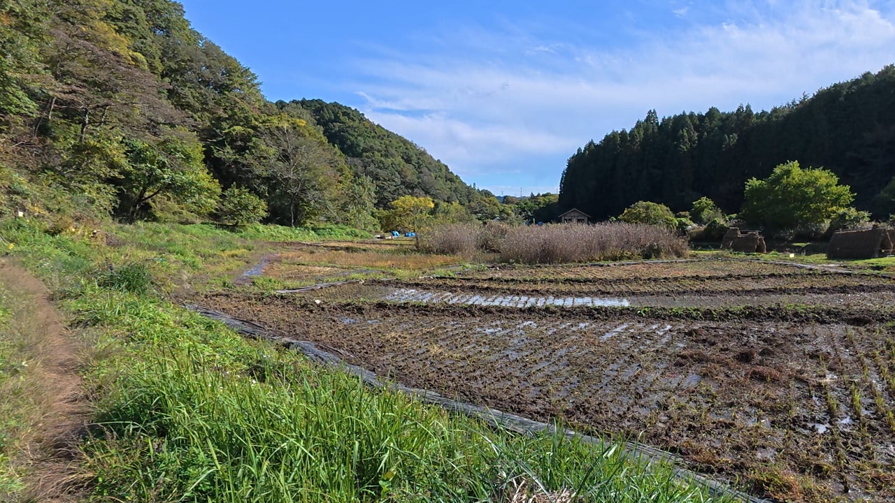 横沢入の田んぼ