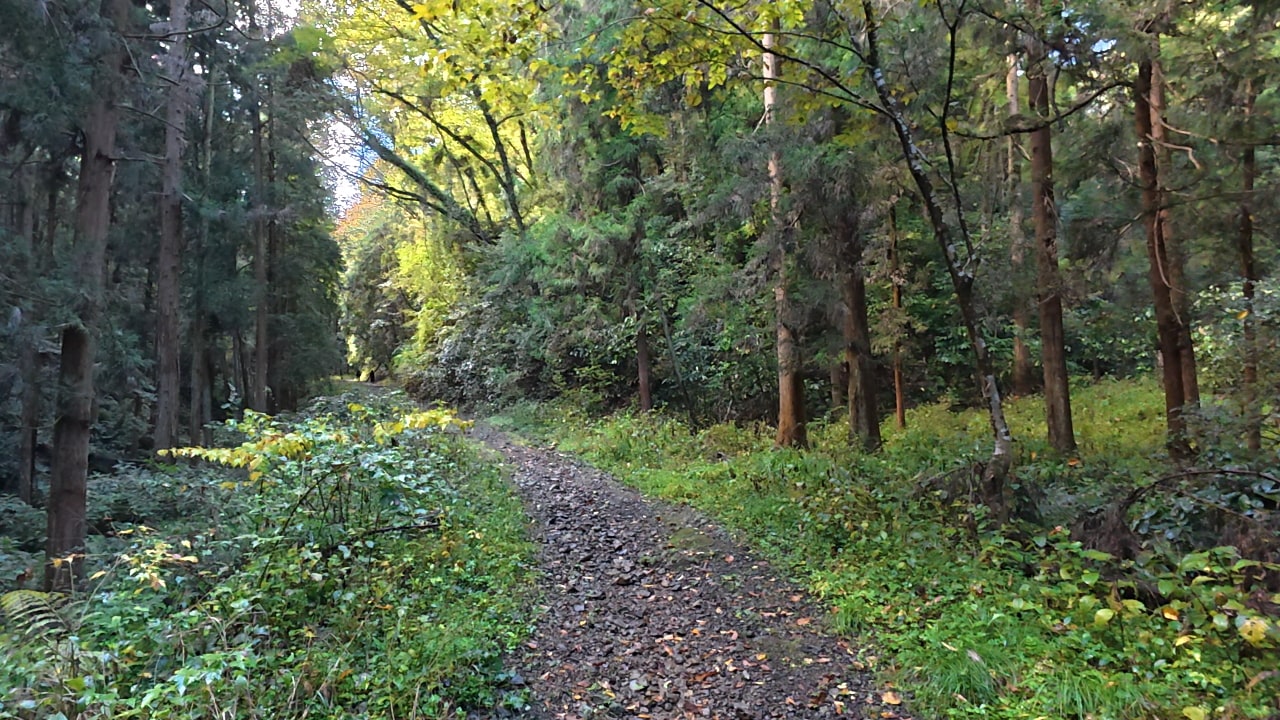林道は、石が多く、歩きにくい