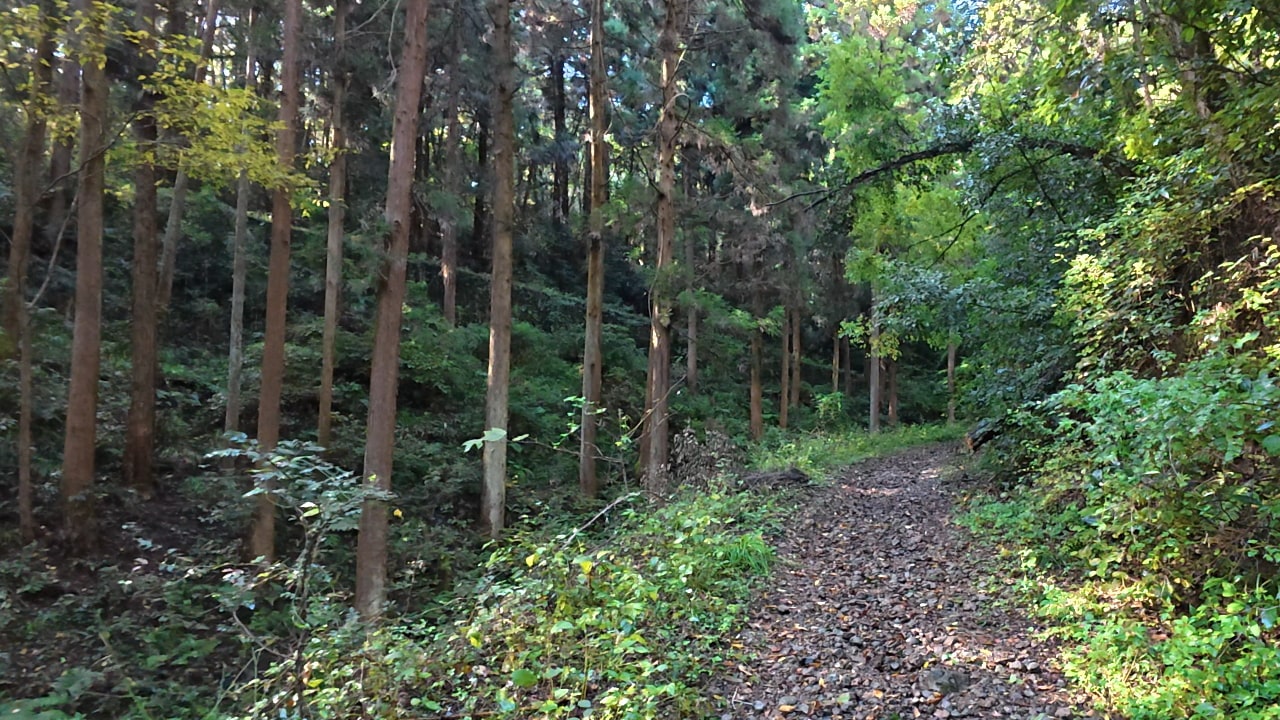 だんだん急になってきました