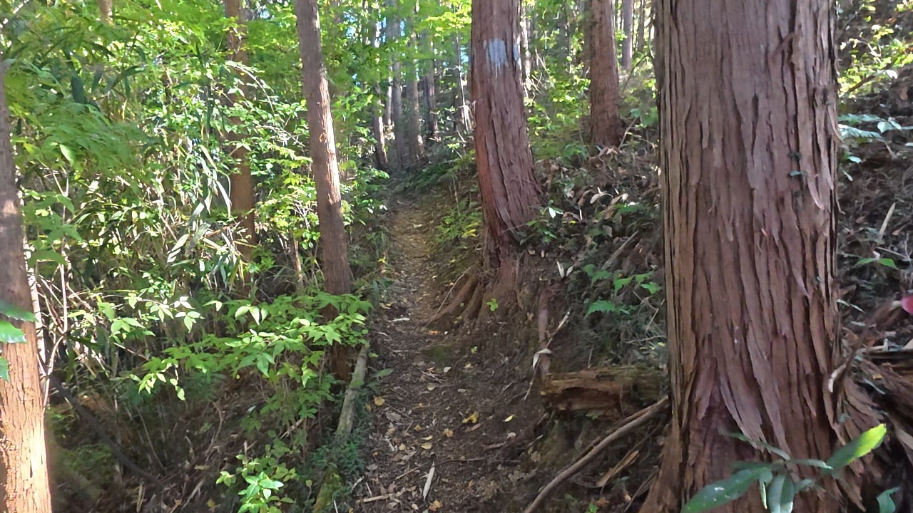 天竺山に向かう山道