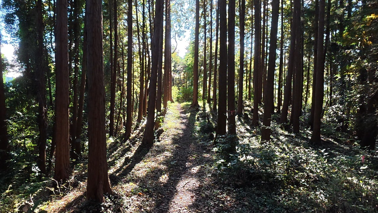 とても気持ちが良い道